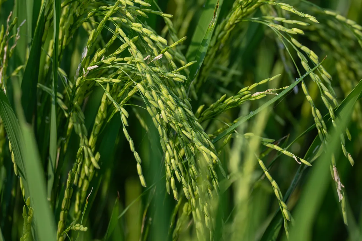 rice (Oryza sativa), photograph