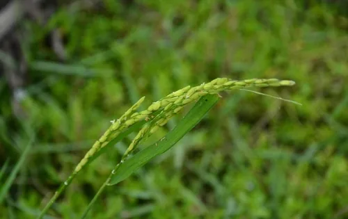 Rice (Oryza sativa), photograph