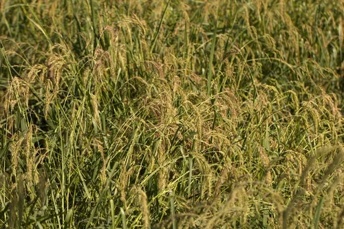 Photo: (c) Вячеслав Юсупов, some rights reserved (CC BY) · cc-by · via iNaturalist Rice (Oryza sativa), photograph