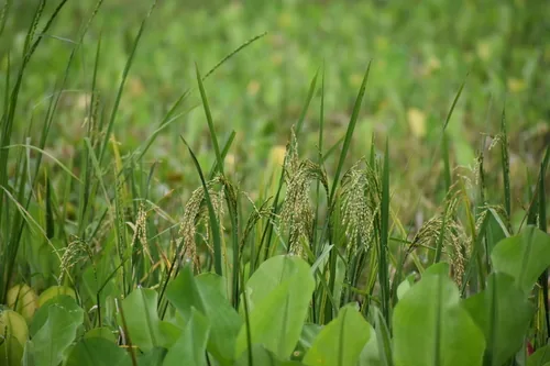 Rice (Oryza sativa), photograph