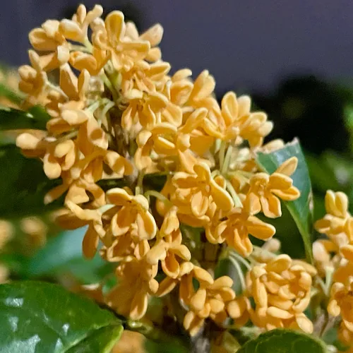 Photo: no rights reserved · CC0 · via iNaturalist tea olive (Osmanthus fragrans), photograph