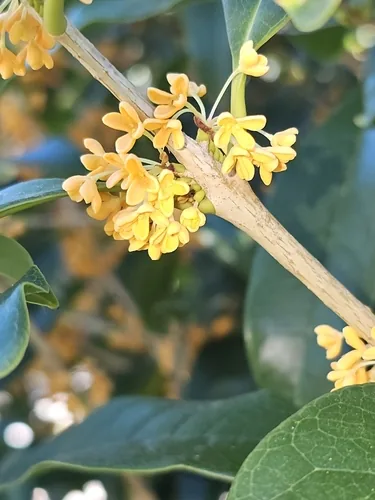 Tea Olive (Osmanthus fragrans), photograph