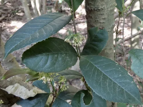 Tea Olive (Osmanthus fragrans), photograph