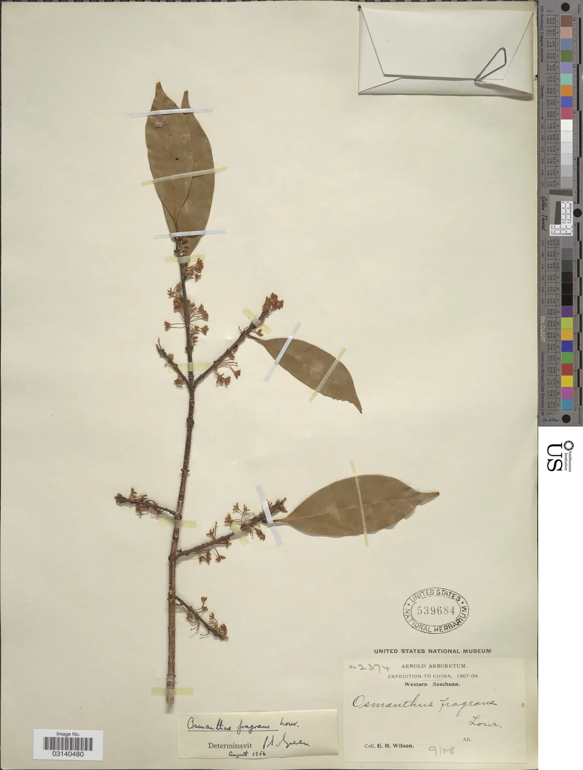 Tea Olive (Osmanthus fragrans), photograph