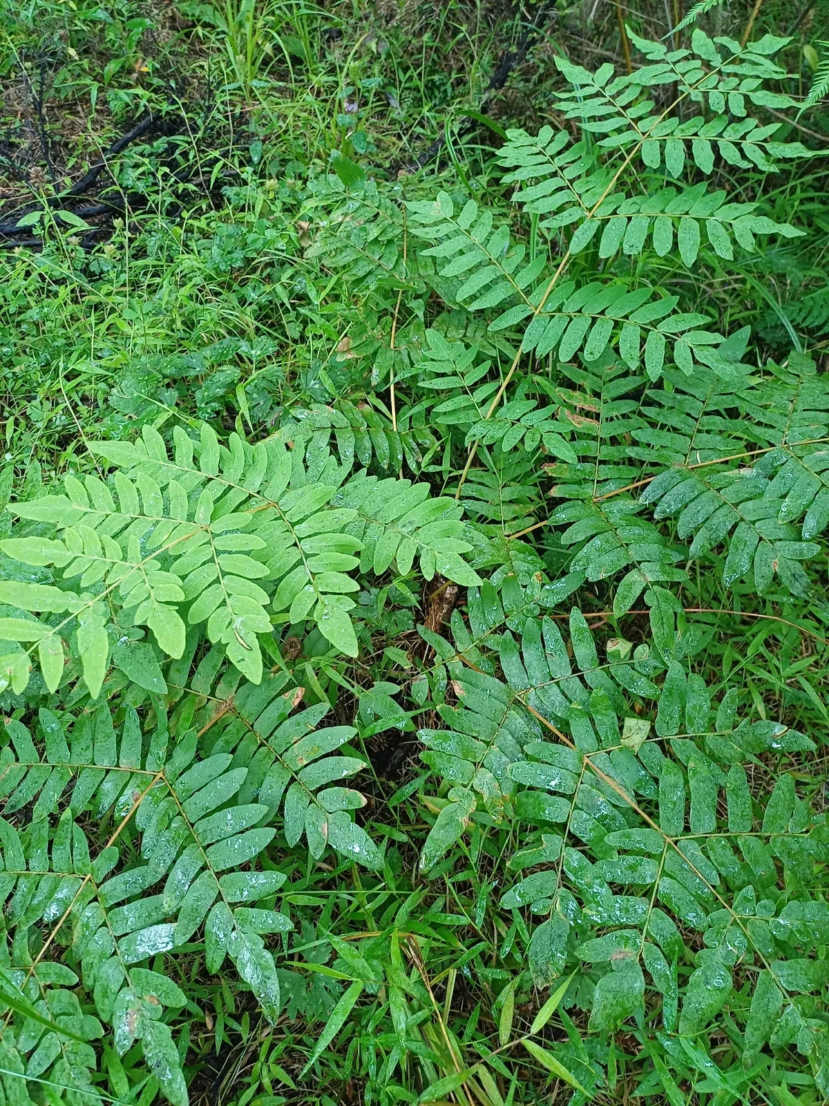 Royal Fern (Osmunda regalis), photograph