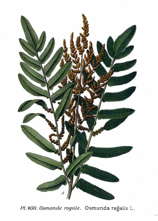Illustration: Amédée Masclef · Public domain · via Wikimedia Commons royal fern (Osmunda regalis), botanical illustration