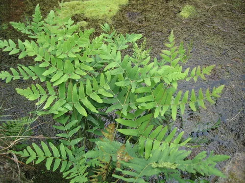 Royal Fern (Osmunda regalis), photograph