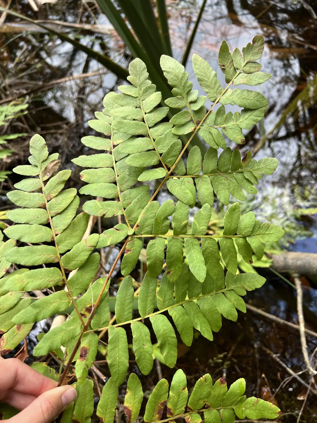 Royal Fern (Osmunda regalis), photograph
