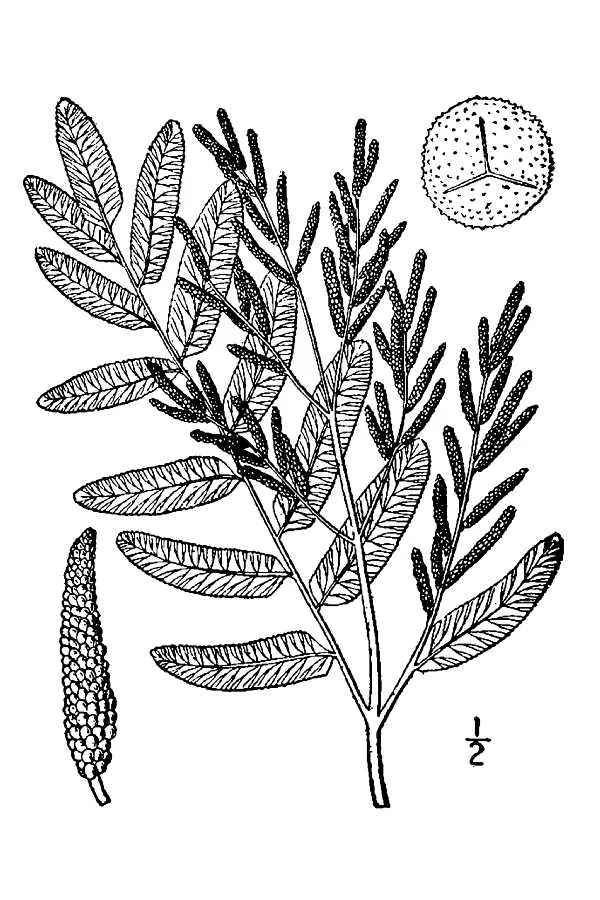 Royal Fern (Osmunda regalis), botanical illustration