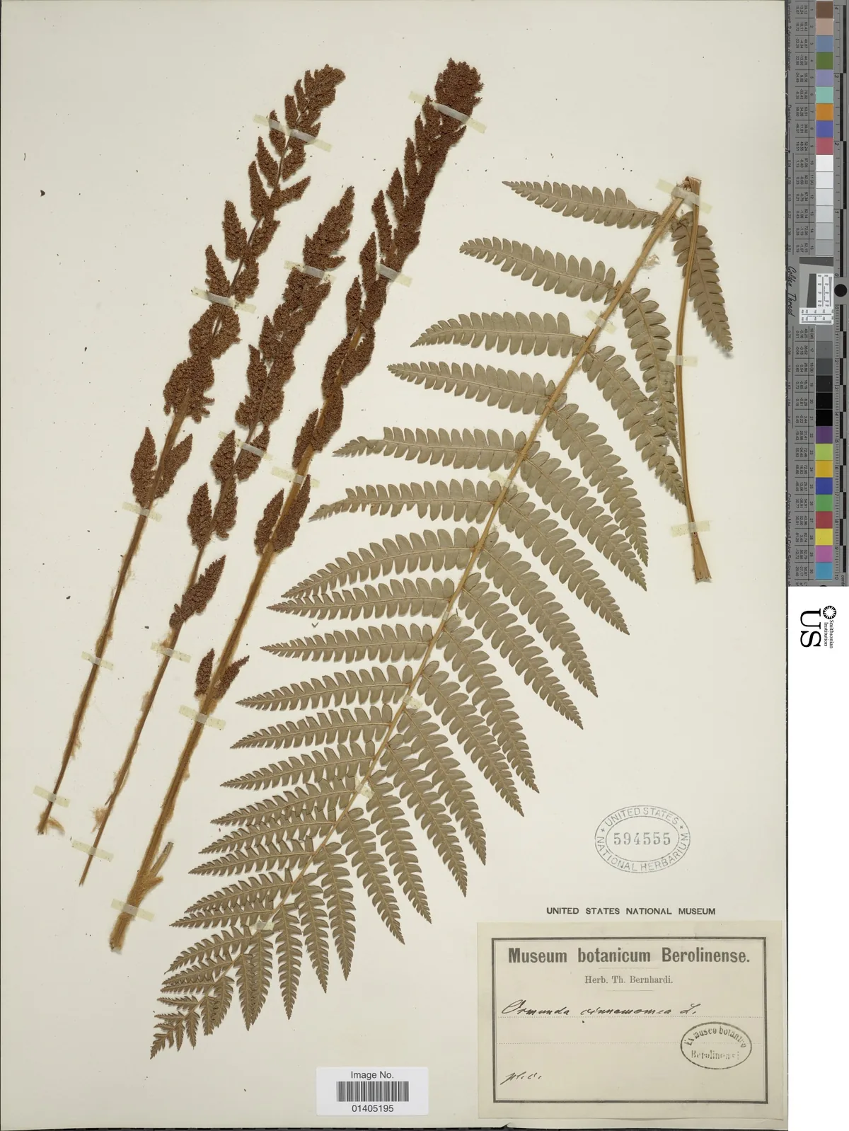 Cinnamon Fern (Osmundastrum cinnamomeum), photograph