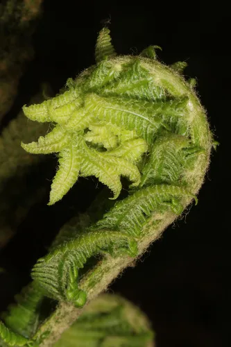 Photo: (c) Judy Gallagher, some rights reserved · CC BY-SA · via iNaturalist cinnamon fern (Osmundastrum cinnamomeum), photograph