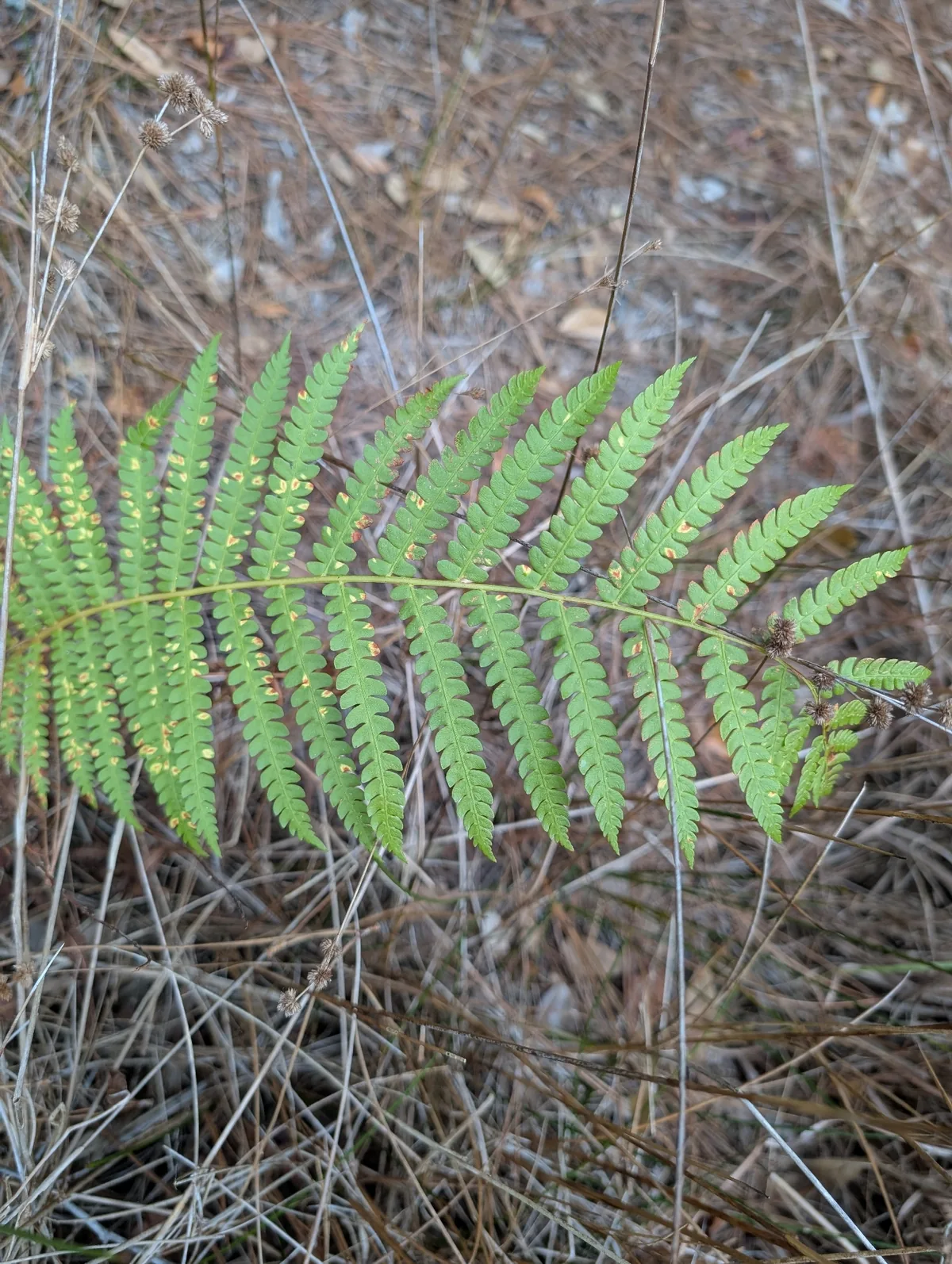 Cinnamon Fern (Osmundastrum cinnamomeum), photograph