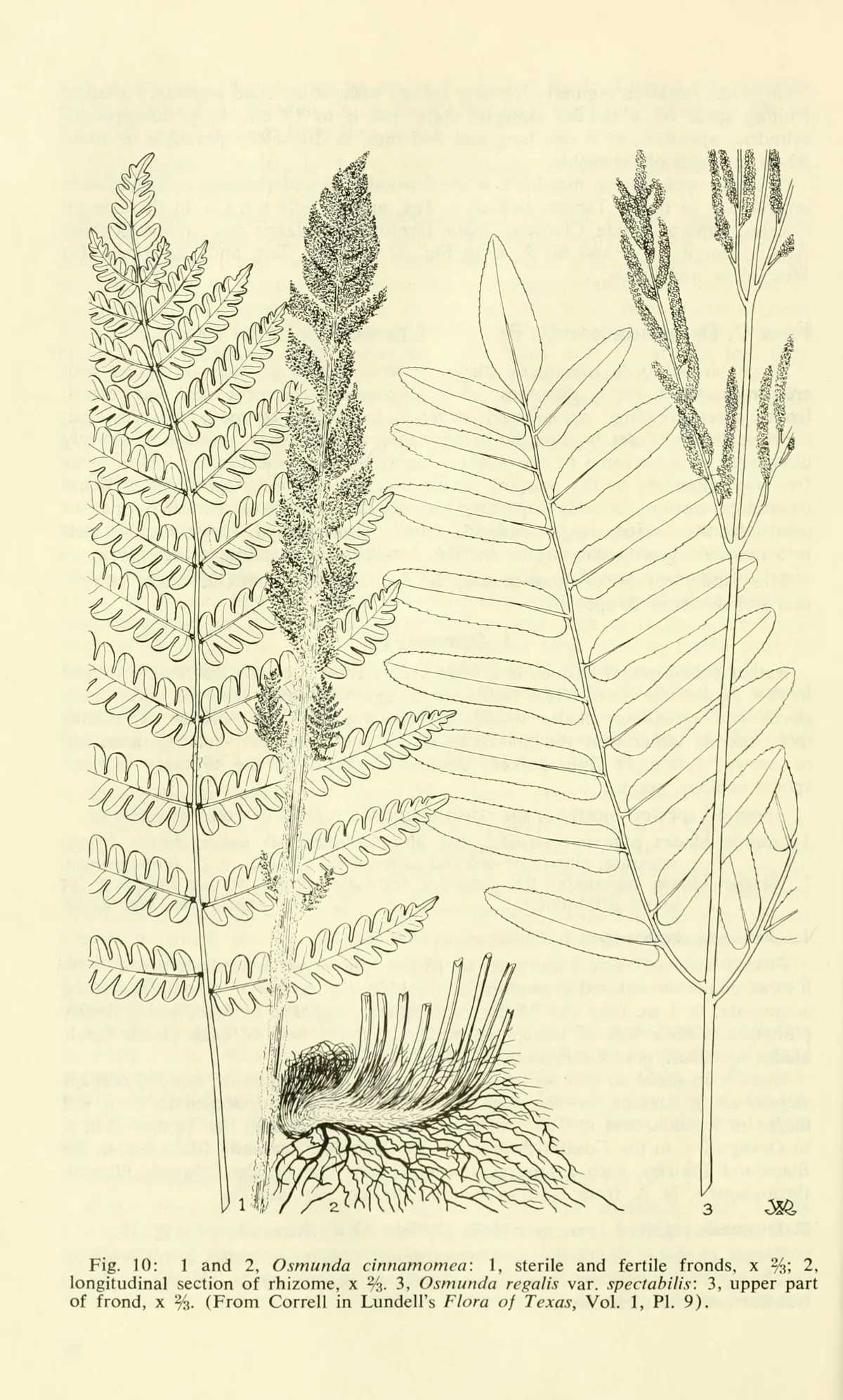 Cinnamon Fern (Osmundastrum cinnamomeum), botanical illustration