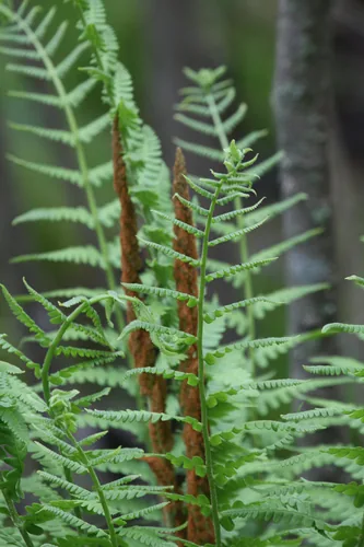 Photo: (c) Michael Newlon, some rights reserved (CC BY) · cc-by · via iNaturalist Cinnamon Fern (Osmundastrum cinnamomeum), photograph