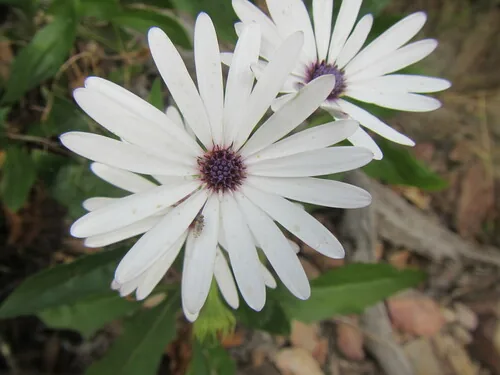 Photo: (c) douglaseustonbrown, some rights reserved · CC BY-SA · via iNaturalist osteospermum (Osteospermum ecklonis), photograph