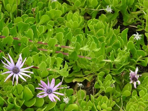 osteospermum (Osteospermum ecklonis), photograph