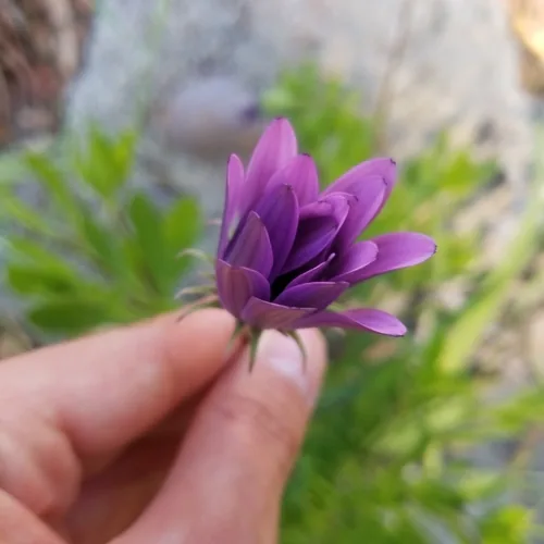osteospermum (Osteospermum ecklonis), photograph
