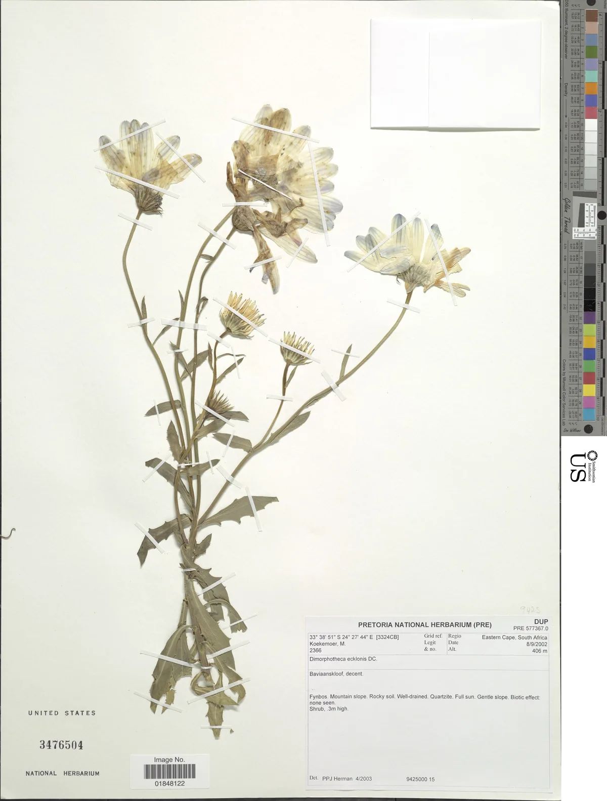 osteospermum (Osteospermum ecklonis), photograph