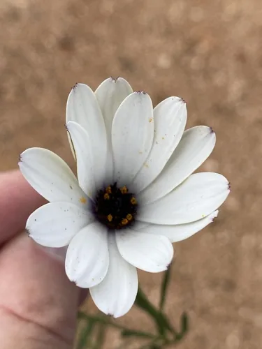 osteospermum (Osteospermum ecklonis), photograph