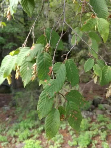 Hophornbeam (Ostrya virginiana), photograph