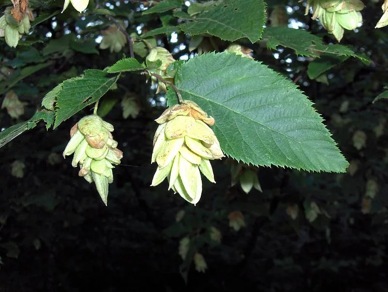 Hophornbeam (Ostrya virginiana), photograph