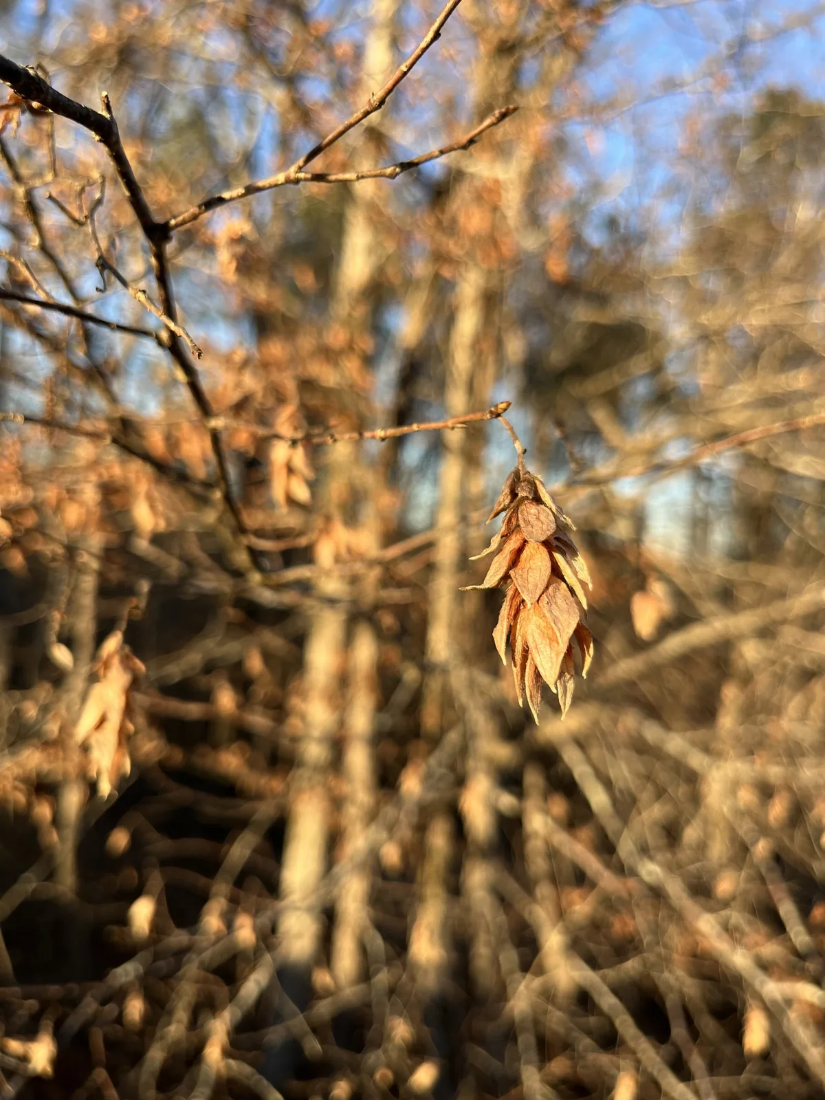 Photo: Megan Herrmann, via iNaturalist · CC BY · via GBIF hophornbeam (Ostrya virginiana), photograph