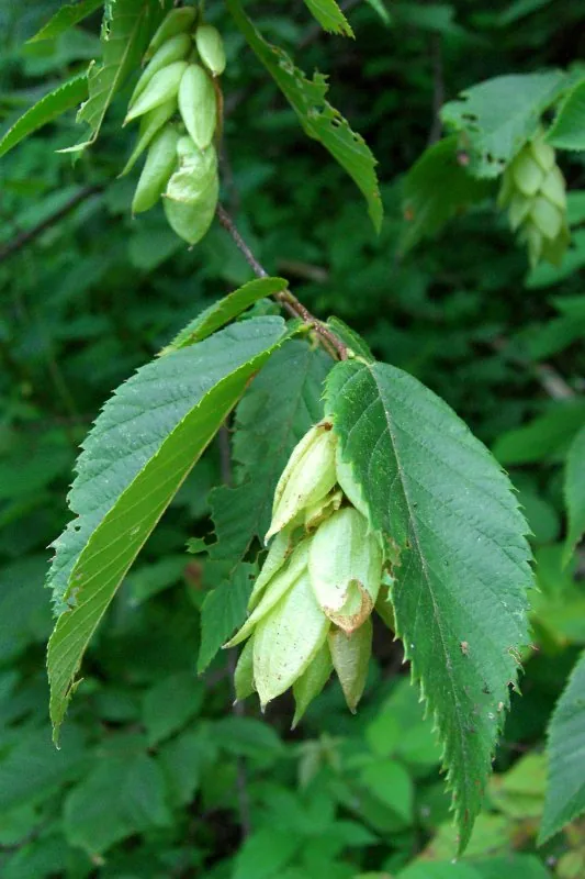Hophornbeam (Ostrya virginiana), photograph