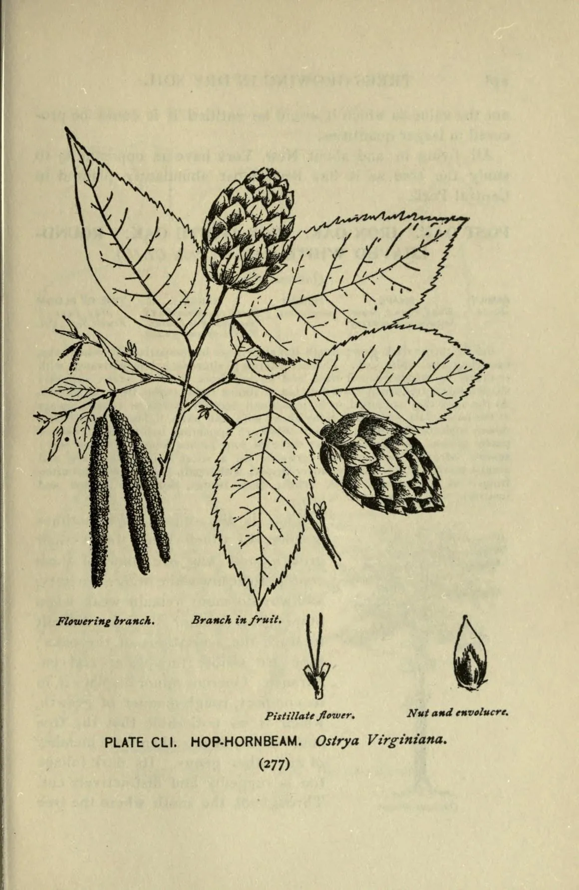 Hophornbeam (Ostrya virginiana), botanical illustration
