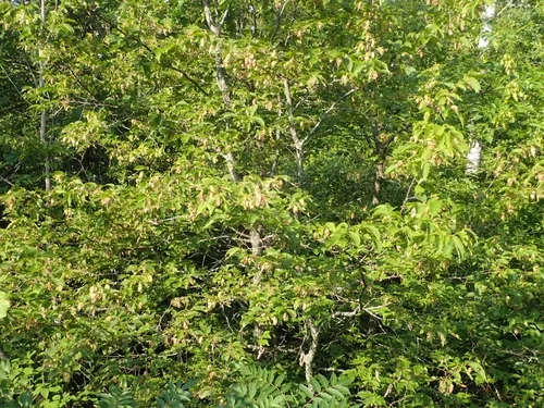 Photo: no rights reserved · cc0 · via iNaturalist Hophornbeam (Ostrya virginiana), photograph