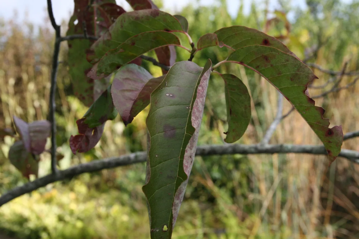 Sourwood (Oxydendrum arboreum), photograph