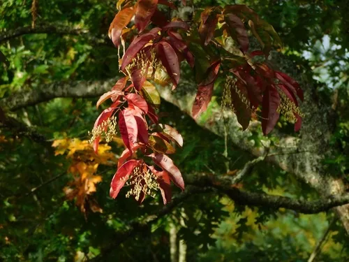Photo: (c) Michael J. Papay, some rights reserved (CC BY) · cc-by · via iNaturalist Sourwood (Oxydendrum arboreum), photograph