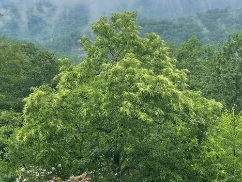 Sourwood (Oxydendrum arboreum), photograph