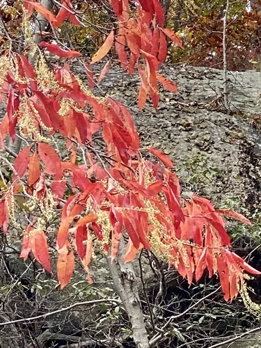 Photo: (c) Sandy Wolkenberg, some rights reserved · CC BY · via iNaturalist sourwood (Oxydendrum arboreum), photograph