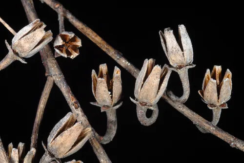 Sourwood (Oxydendrum arboreum), photograph