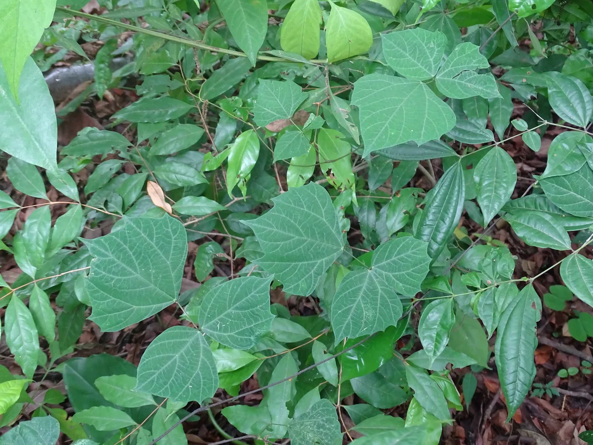 Jicama (Pachyrhizus erosus), photograph