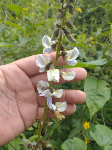 Photo: (c) Juan Cruzado Cortés, some rights reserved (CC BY-SA) · cc-by-sa · via iNaturalist Jicama (Pachyrhizus erosus), photograph