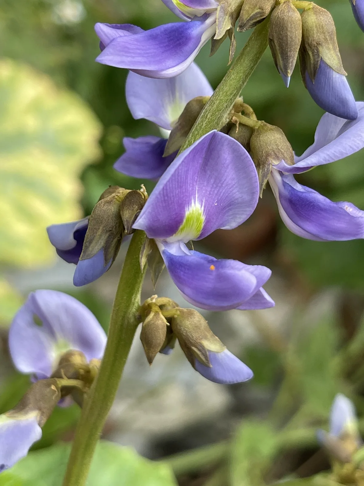 Jicama (Pachyrhizus erosus), photograph