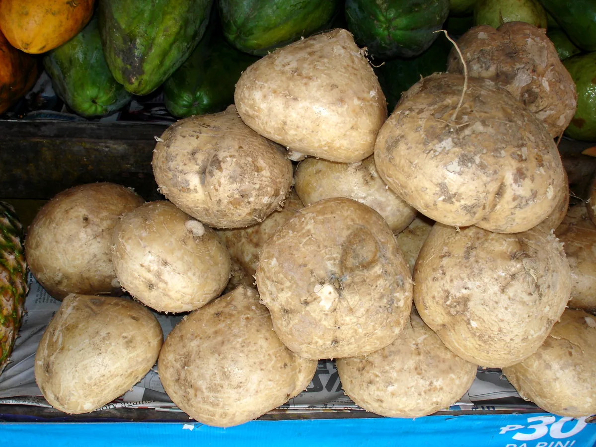 Photo: David E Mead, , via Wikimedia Commons · CC0 · via Wikimedia Commons jicama (Pachyrhizus erosus), photograph