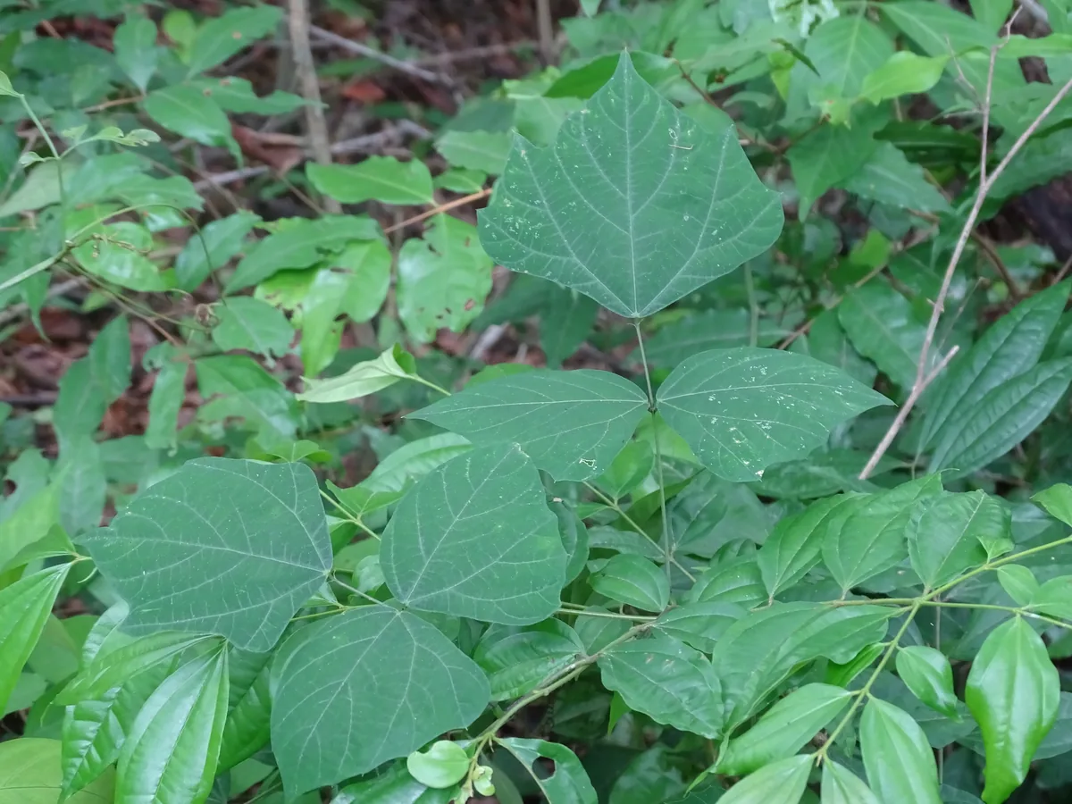 Jicama (Pachyrhizus erosus), photograph