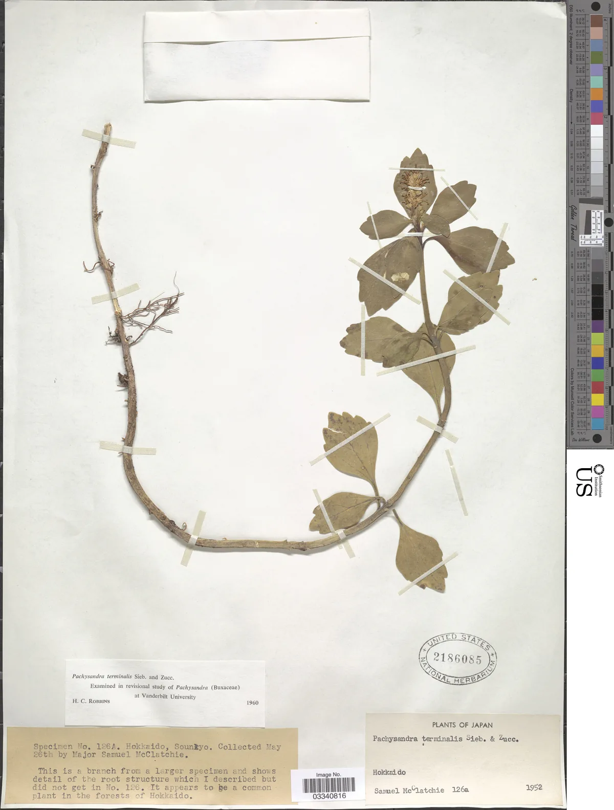 Pachysandra (Pachysandra terminalis), photograph