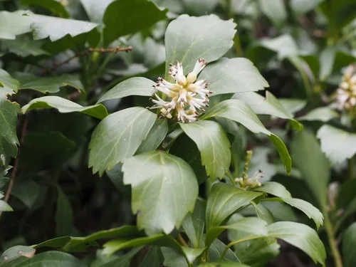Photo: (c) ITÔ, Hiroki, some rights reserved · CC BY · via iNaturalist pachysandra (Pachysandra terminalis), photograph