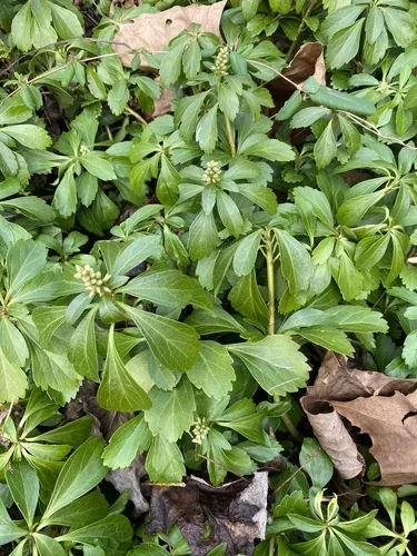 Pachysandra (Pachysandra terminalis), photograph