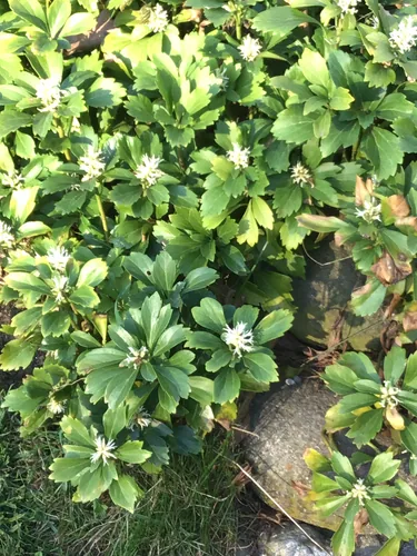Pachysandra (Pachysandra terminalis), photograph
