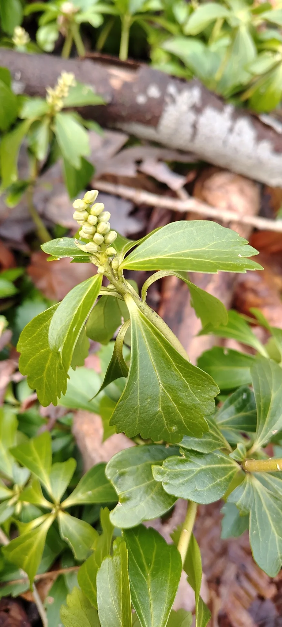 Pachysandra (Pachysandra terminalis), photograph
