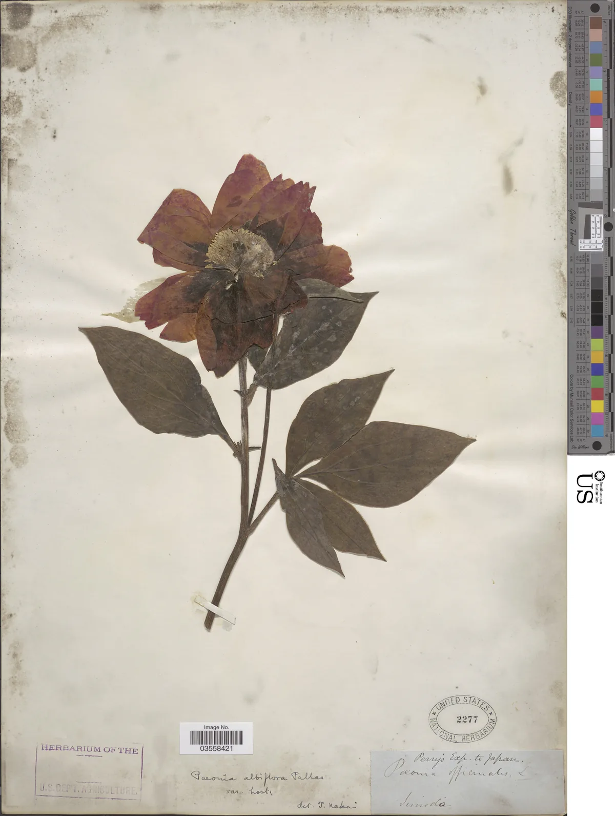 peony (Paeonia lactiflora), photograph
