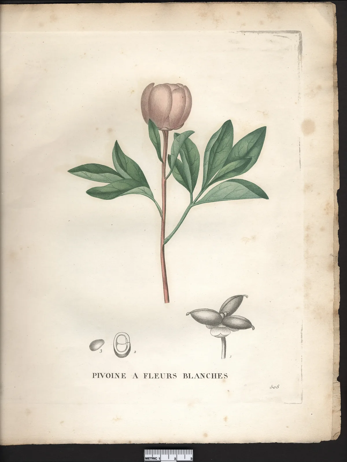 peony (Paeonia lactiflora), botanical illustration