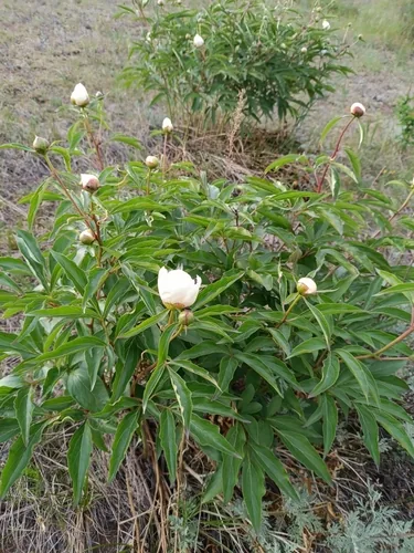 Photo: (c) Святослав Власенко, some rights reserved (CC BY) · cc-by · via iNaturalist peony (Paeonia lactiflora), photograph