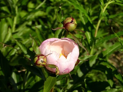 Peony, photograph