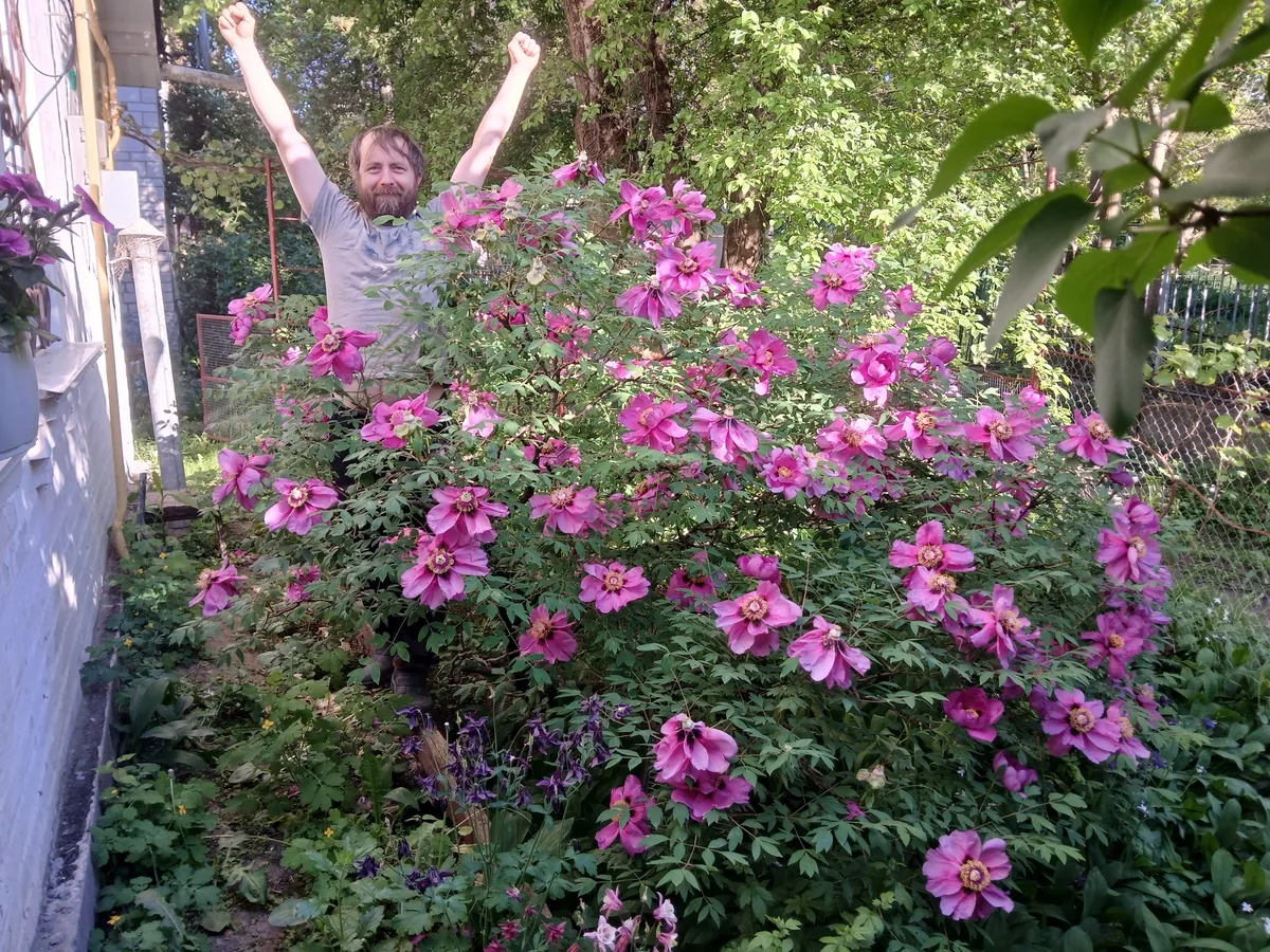 tree peony (Paeonia suffruticosa), photograph