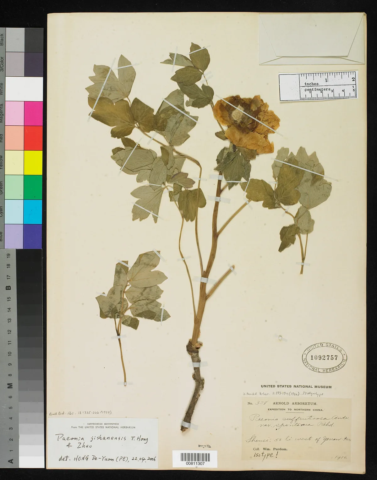 tree peony (Paeonia suffruticosa), photograph